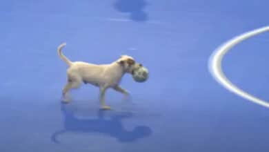 Cachorro que 'invadiu' quadra em jogo do Cruzeiro Futsal está disponível para adoção; veja